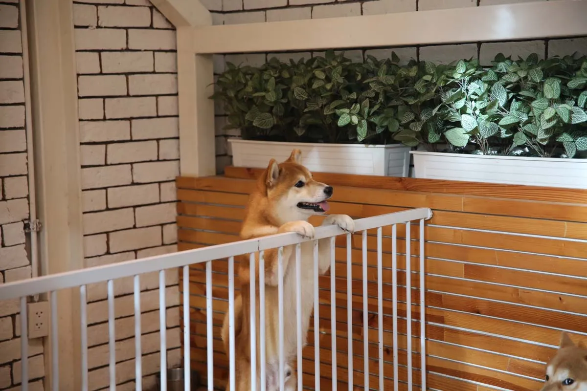 Pet proofing